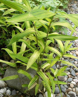 Photo showing a small clump of bamboo with variegated leaves