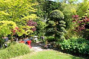 Picture of Western interpration of a Japanese garden, with maples and cloud tree