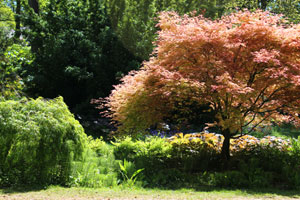View of pink acer palmatum foliage in the springtime
