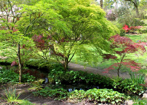 Picture of green and red maples growing alongside a meandering stream