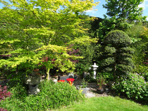 Picture of acers growing in the garden, in full sun