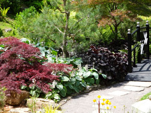 View of stepping stones lined by maples, pines, hostas and other herbaceous plants