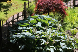 Picture of silver hostas growing alongside a bamboo trellis fence